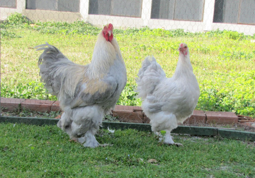 Brahma Tavuğu