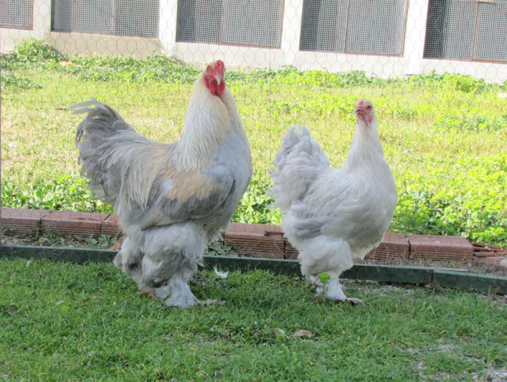 Brahma Tavuğu